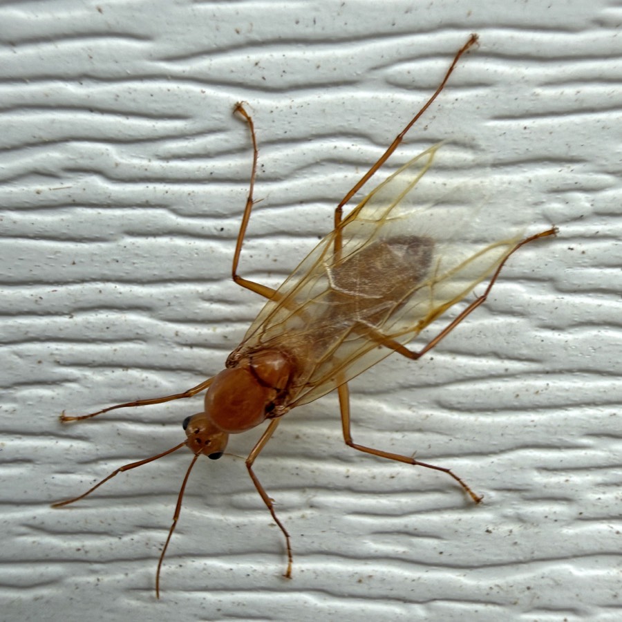 Winged ant: pinched waist, elbowed antennae, unequal wings