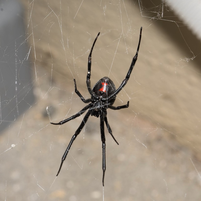 Western black widow on its web, glossy black with the red hourglass on the underside of the abdomen