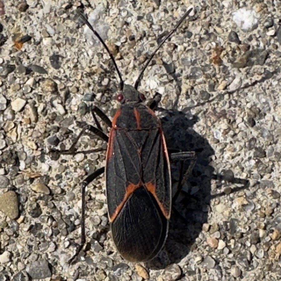 Boxelder bug, black with red-orange lines