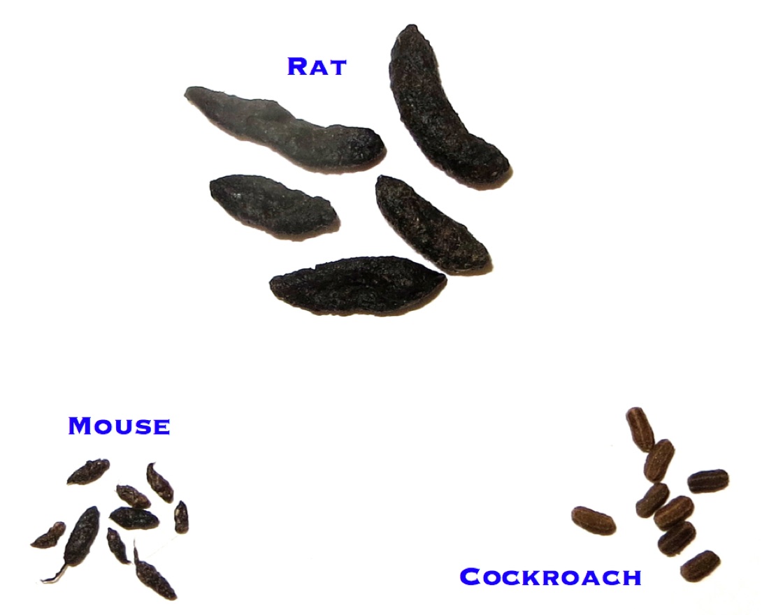 Comparison of rat, mouse, and cockroach droppings on a white background, showing relative size and shape