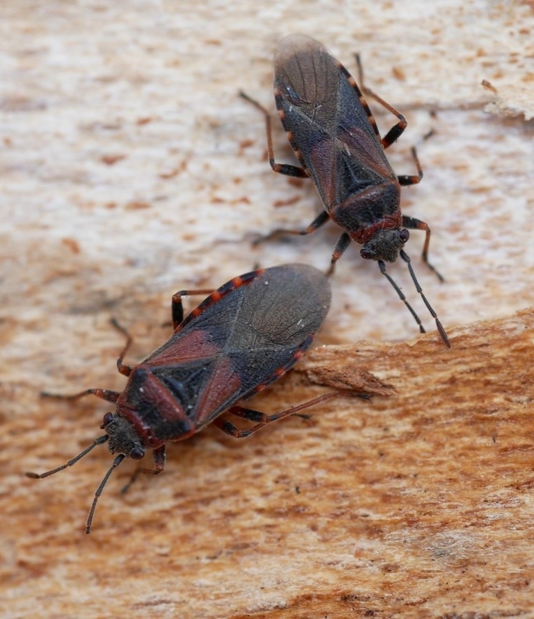 Elm seed bug, smaller with rusty-brown markings