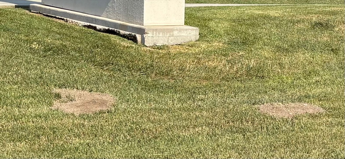 Two pocket gopher mounds, fresh soil pushed up across a common-area lawn