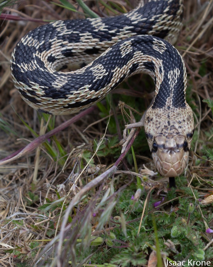 Gophersnake with a narrow head, round pupil, and slender pointed tail