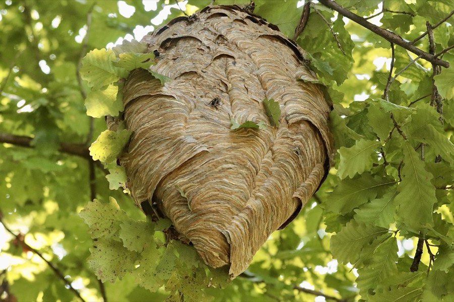 Bald-faced hornet gray enclosed football nest
