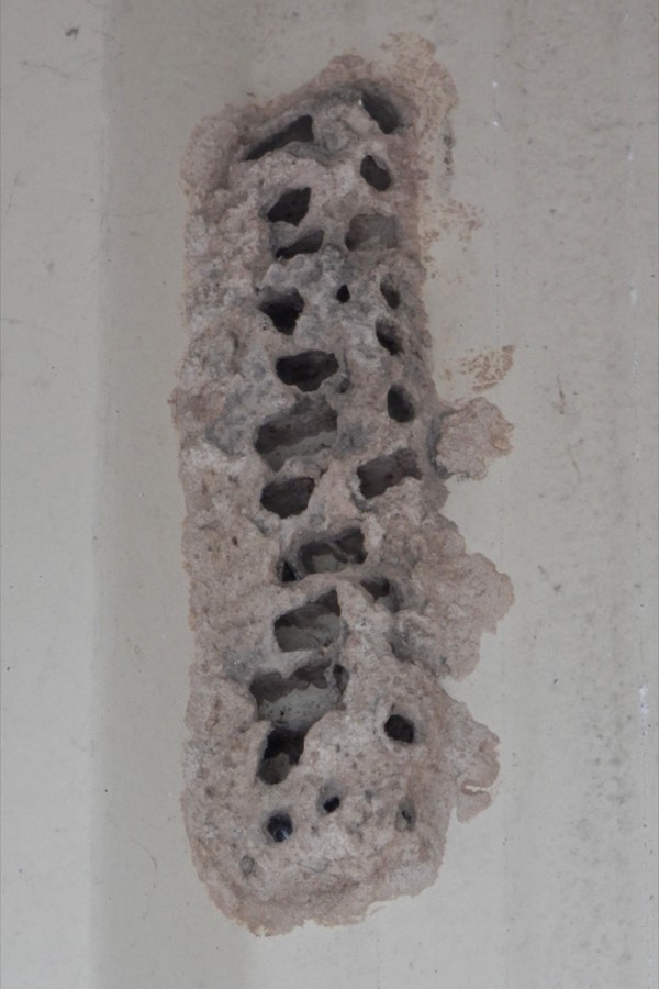 Hard mud dauber tubes on a wall