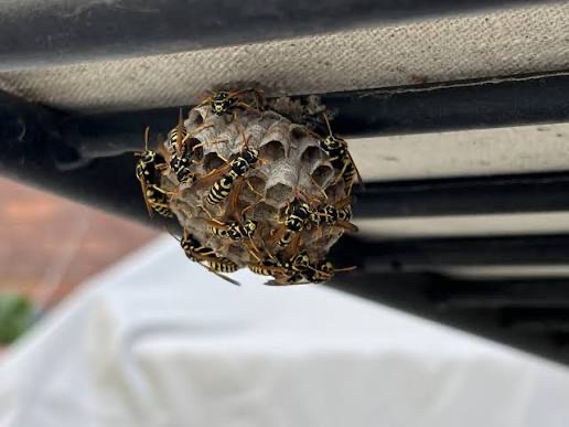 Open, single-layer umbrella paper-wasp comb with exposed cells