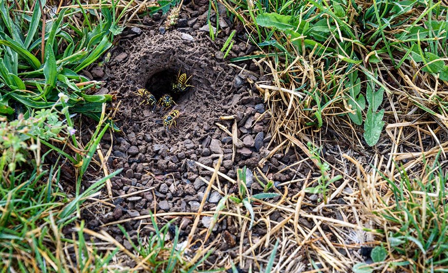 Yellowjacket ground-nest entrance hole