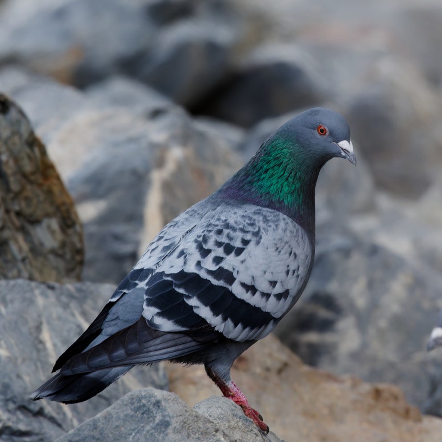 Rock pigeon