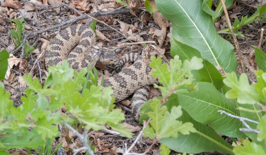 Great Basin rattlesnake with a banded, blunt tail tipped by a rattle