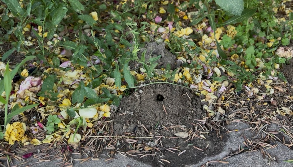 Sand wasp mound with the wasp at the hole entrance