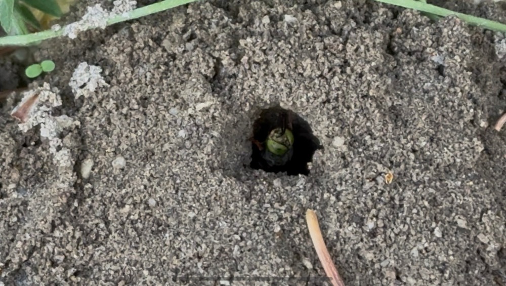 Close view of a single sand wasp working its burrow