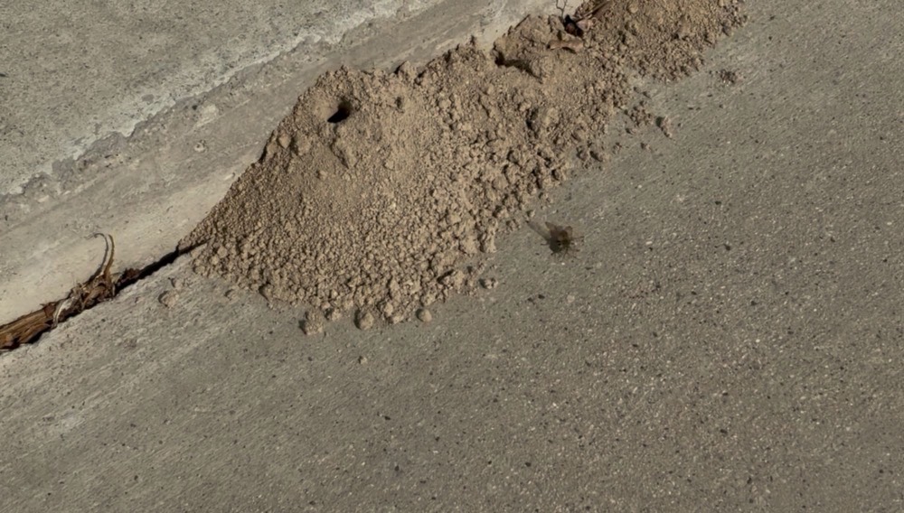 Sand tailing pushed out along a concrete crack by a digging wasp