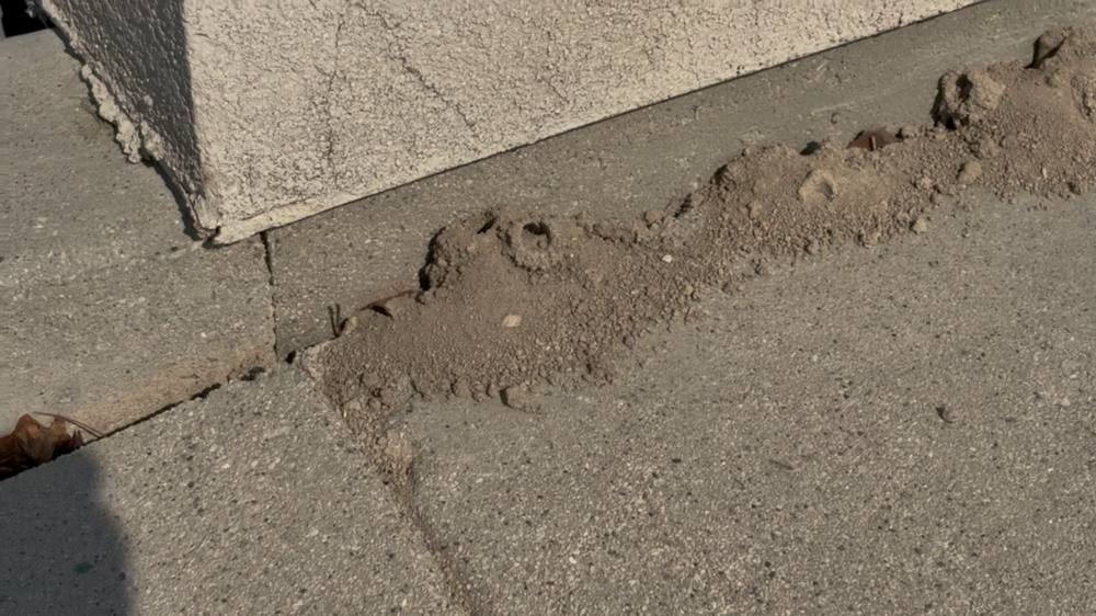 Sand wasp diggings along a foundation edge