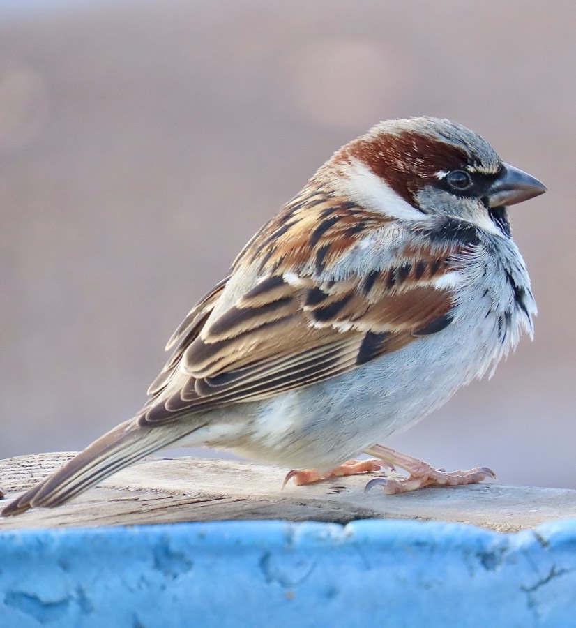 House sparrow, adult male