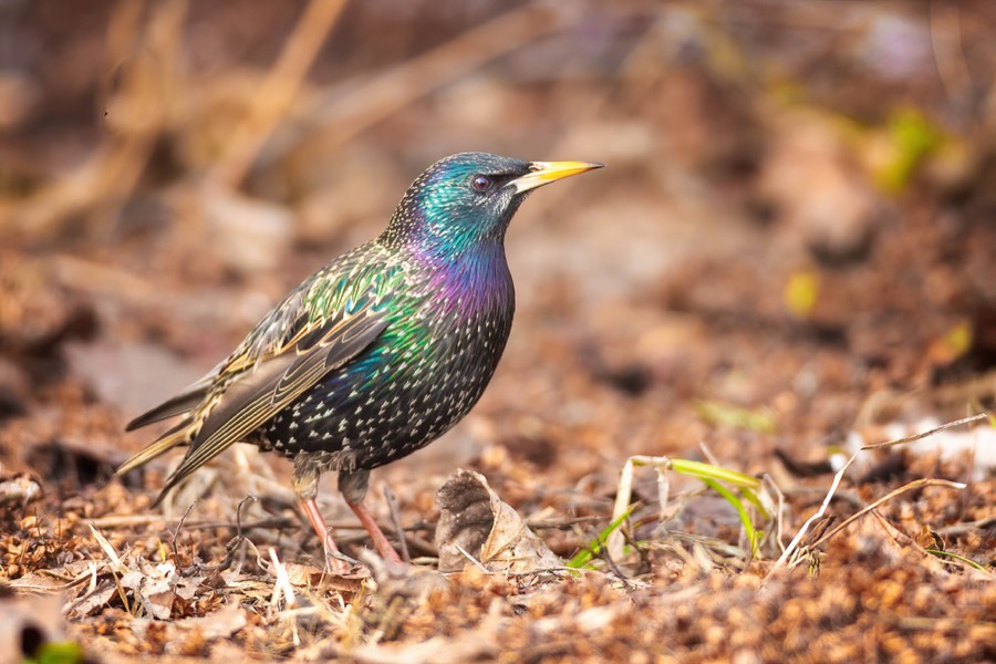 European starling in breeding plumage