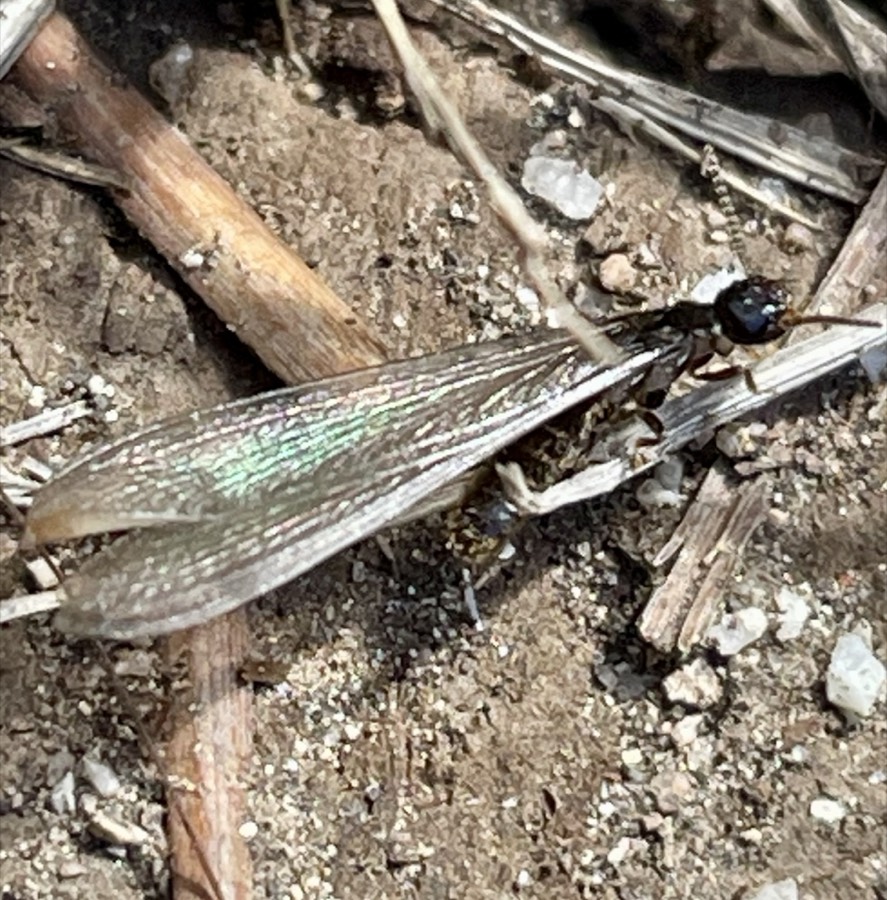 Winged termite: straight body, two pairs of equal-length wings, straight antennae