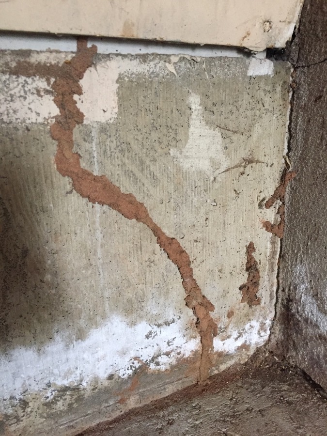 Pencil-width subterranean termite mud tubes running up a concrete foundation wall