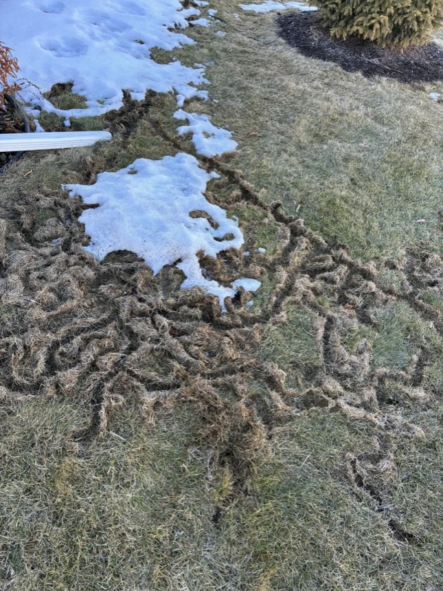 A maze of vole surface runways winding across a lawn, revealed as the snow melts