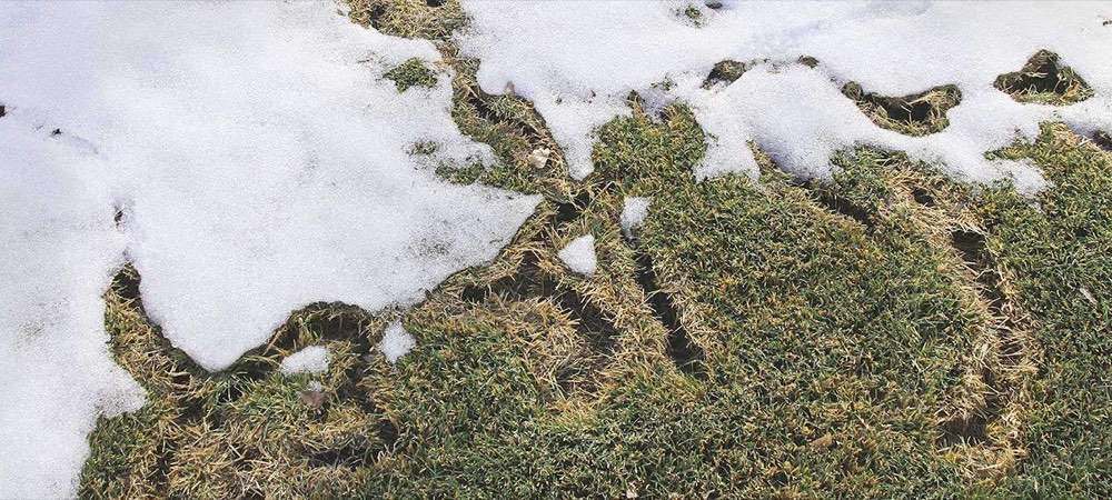 Close view of vole runways and clean holes in the turf at the snow line